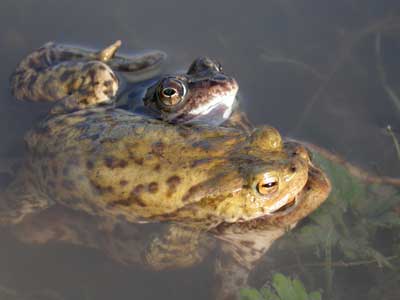 frogandtoad